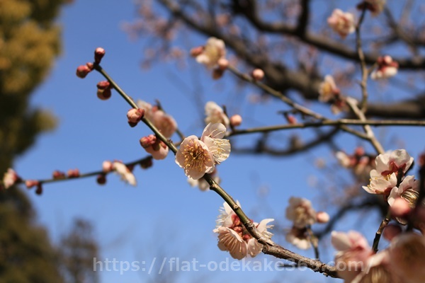 清洲城の桜の見頃は？花見の時期の見どころは？ライトアップされる？