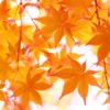 香嵐渓の見頃はいつまで？時間帯は？秋の紅葉がきれいにみえるのは？