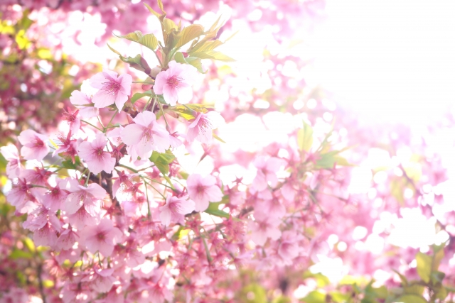 東谷山フルーツパークの桜　花見の見頃は？開花状況は？混雑してる？